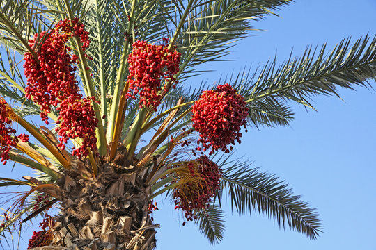 Close-up date palm tree with dates