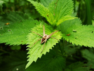 Spinne am Morgen