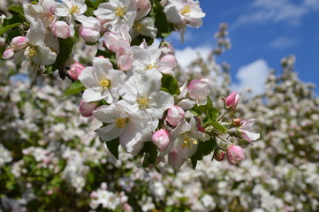 apple blossom in spring, Apfelblüten im Frühling