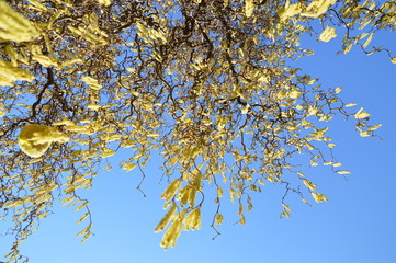 Hazelnut with bird food, Haselnuss mit einem Vogelfutter