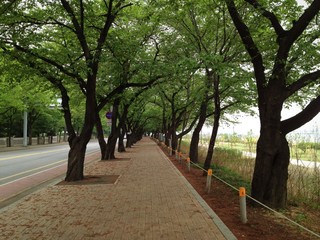 Path to hope