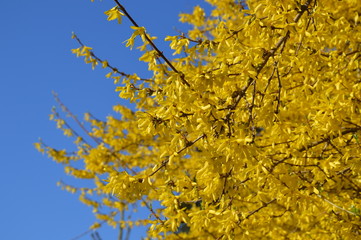 yellow flowers Forsythia, gelbe Blumen Forsythie