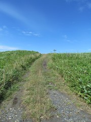 Obraz premium 草地のなかの砂利道