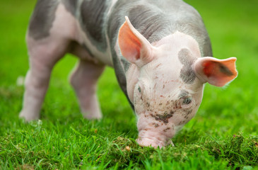 young pig on a green grass