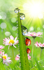 fresh morning dew and ladybirds © vencav