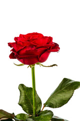 Fototapeta premium Rote Rose. Zeichen der Liebe