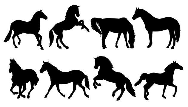 Fototapeta horse silhouettes