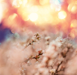 Naklejka premium Blossom cherry