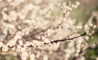 Vintage blossom tree flower