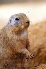 Black-tailed prairie dog