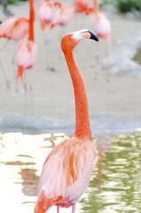 Caribbean Flamingo