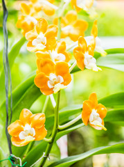 dendrobium orchid, chiangmai Thailand