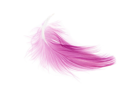 Pink Feather On White Background