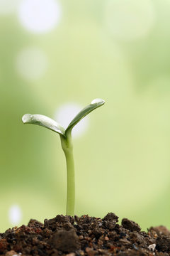 New life