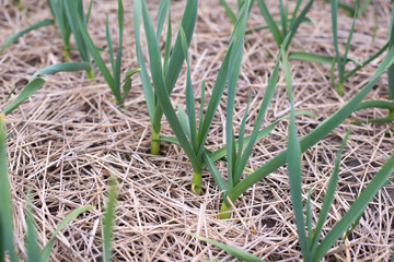 winter garlic sprouts