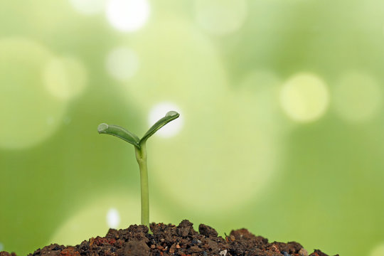 New life