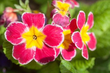 beautiful flowers in the garden