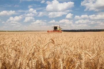ears of wheat at field and harvesting machine on background