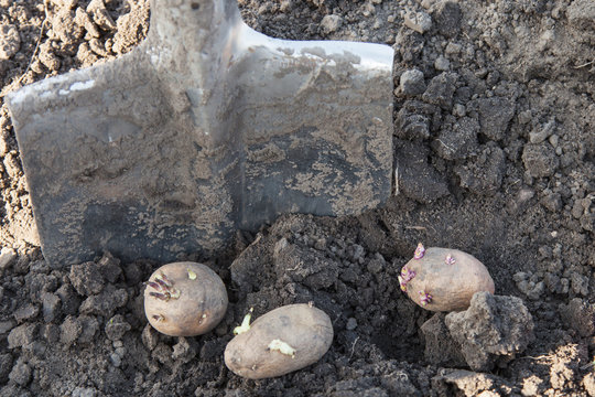 Planting potato tubers into soil
