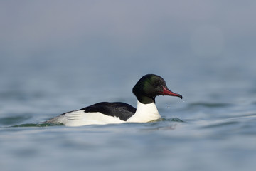 Common merganser swimming in water.