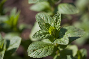 Mint growing in the garden