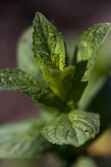 Mint growing in the garden