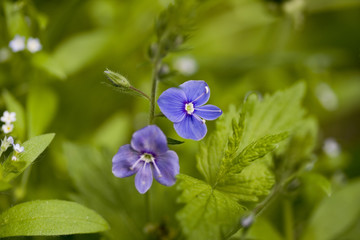 Veronica flower