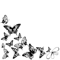 butterflies design