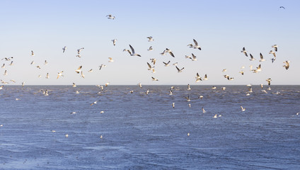 seagull