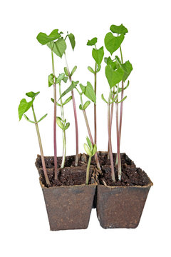 semis de haricots en pots de tourbe carr&eacute;s