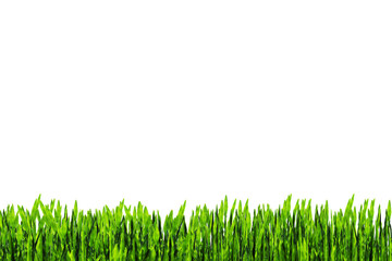 green grass frame on white isolate background