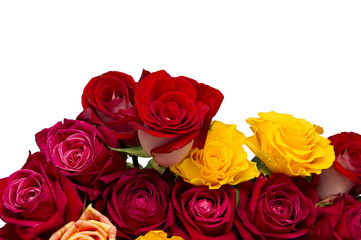 Multicolored roses