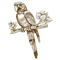 Naklejka premium vector engraving big blue parrot on a branch