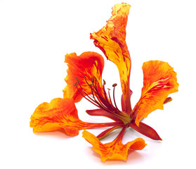 Flame tree flower isolated on the white background