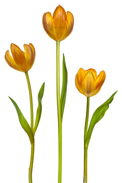 Three tulips isolated on white