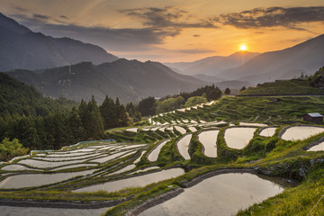 Obraz premium Rice Terraces
