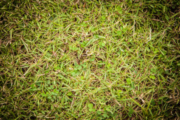 greensward for use background