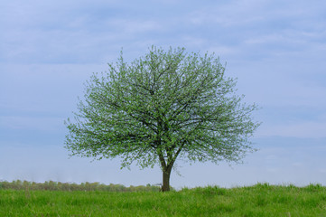 Fototapeta premium Lonely tree