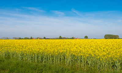 Yellow blooming rapeseed in springtime