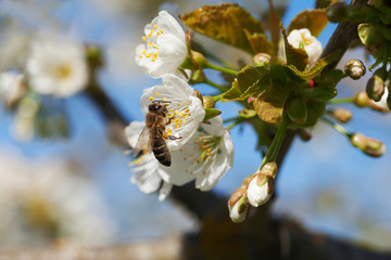 Cherry blossom and bee.