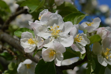 apple blossoms in spring, Apfelbl&uuml;ten im Fr&uuml;hling