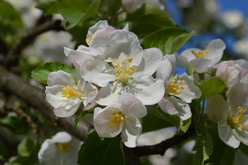 apple blossoms in spring, Apfelblüten im Frühling