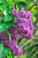 fleurs de lilas