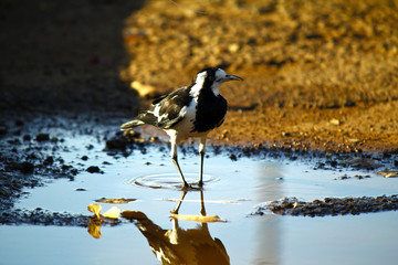 australian magpie