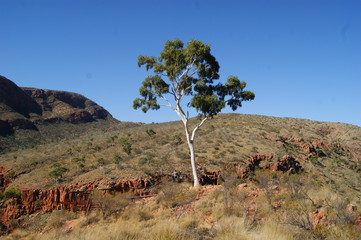 arbre