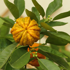 Citrus aurantium canaliculata- type of bitter orange