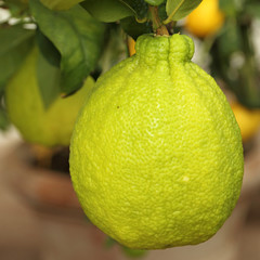 citrus fruit from Medici collection in Boboli Garden in Florence