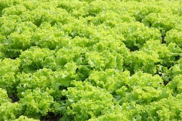 Fototapeta na wymiar Fresh green lettuce