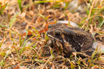 Toad