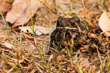 Toad